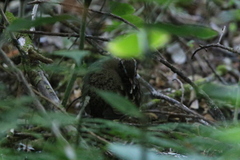 Arborophila rufogularis