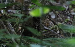 Arborophila rufogularis