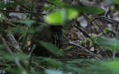 Arborophila rufogularis