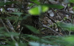 Arborophila rufogularis