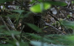 Arborophila rufogularis