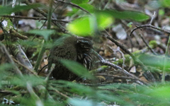 Arborophila rufogularis