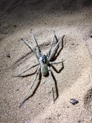 Afroneutria erythrochelis