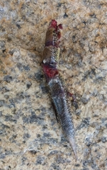 Ateuchosaurus chinensis