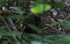 Arborophila rufogularis