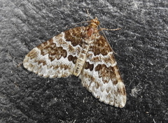 Electrophaes corylata