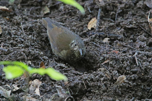 Dark-sided Thrush (Zoothera marginata), photo 8
