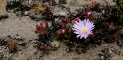 Esterhuysenia alpina
