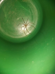 Euprosthenops