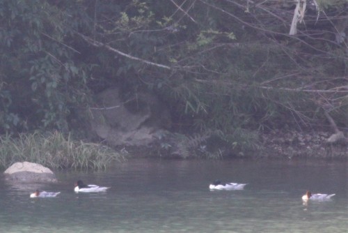 Scaly-sided Merganser
