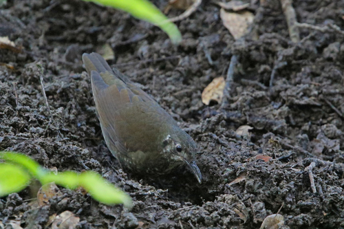Dark-sided Thrush (Zoothera marginata), photo 4