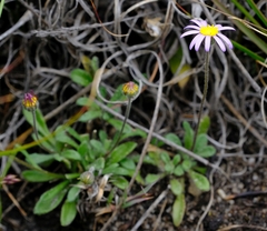 Felicia bellidioides