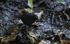 Brachypteryx cruralis