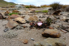 Esterhuysenia alpina