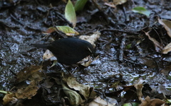 Brachypteryx cruralis