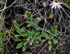 Felicia bellidioides