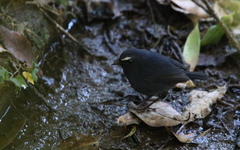 Brachypteryx cruralis