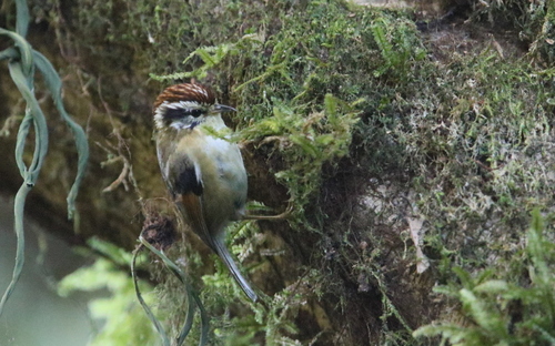 Rufous-winged Fulvetta (Schoeniparus castaneceps), photo 5