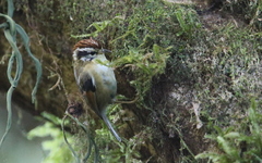 Schoeniparus castaneceps