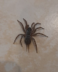 Thelechoris striatipes