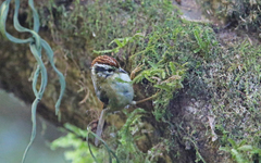 Schoeniparus castaneceps