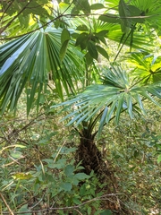 Livistona speciosa