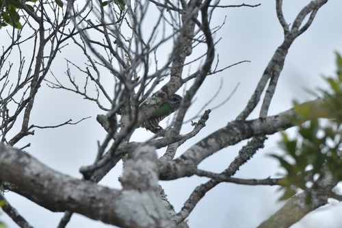 Chrysococcyx lucidus observed 2020-11-15