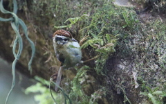 Schoeniparus castaneceps