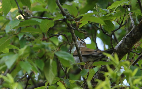 Grey-sided Thrush (Turdus feae), photo 6