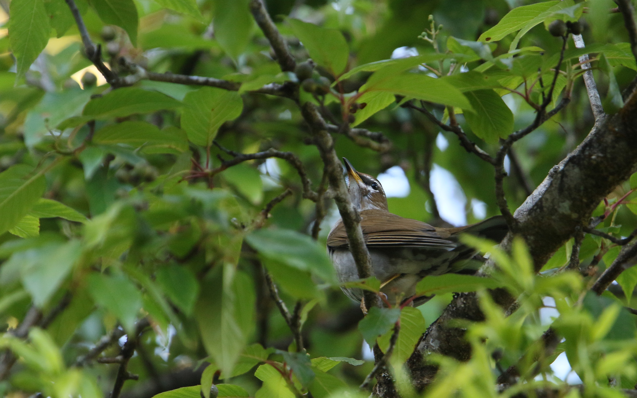 Grey-sided Thrush