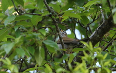 Turdus feae