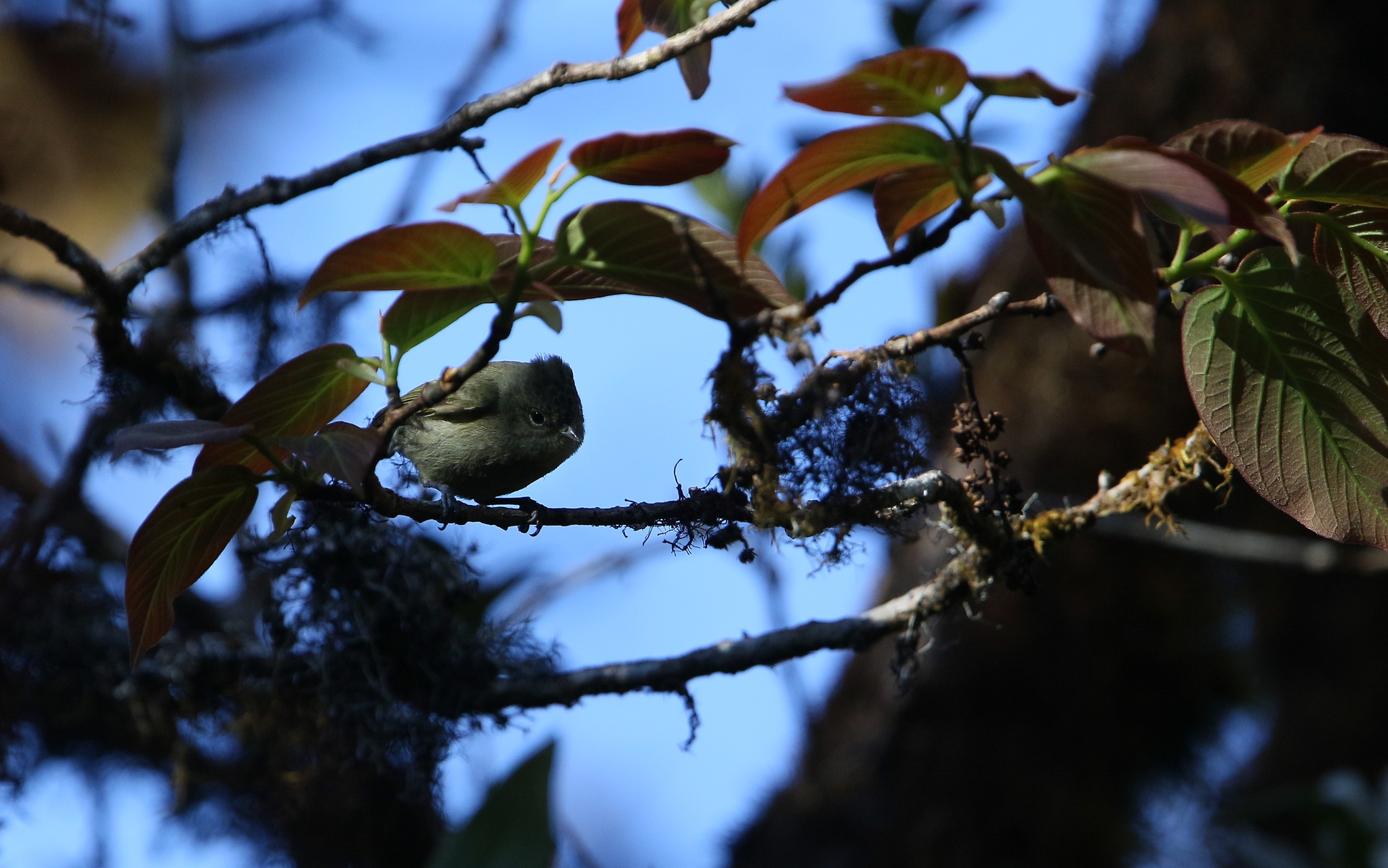 Yellow-browed Tit
