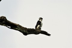 Microhierax melanoleucos