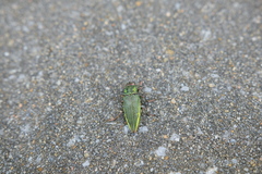 Chrysodema
