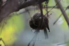 Schoeniparus castaneceps
