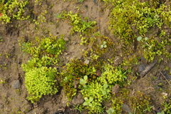 Octospora gyalectoides