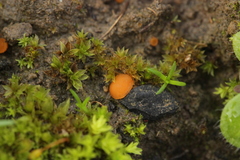 Octospora gyalectoides