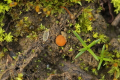 Octospora gyalectoides