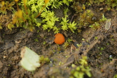 Octospora gyalectoides