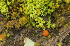 Octospora gyalectoides