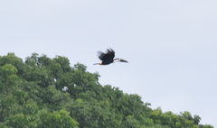 Ramphastos tucanus