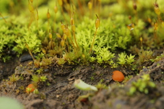 Octospora gyalectoides