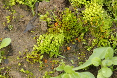 Octospora gyalectoides