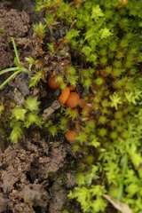 Octospora gyalectoides