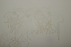 Octospora musci-muralis