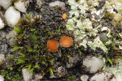 Octospora musci-muralis