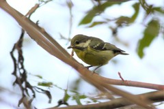 Periparus venustulus