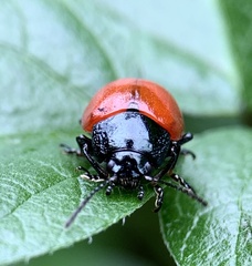 Chrysolina grossa