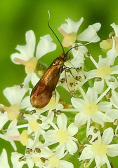 Nemophora minimella