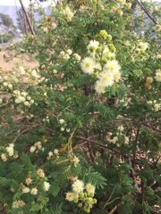 Mimosa quitensis